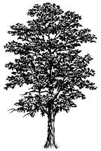 Stampscapes Stamp, Shagbark Hickory Sm.